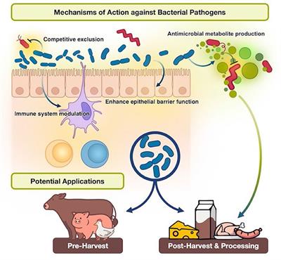 Lactobacillus in Food Animal Production—A Forerunner for Clean Label Prospects in Animal-Derived Products